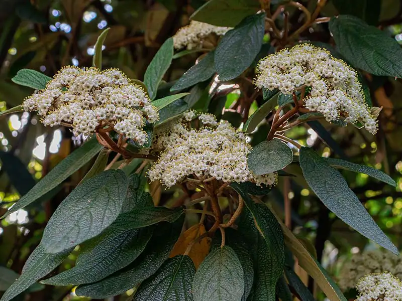 Buy Leatherleaf Viburnum from growers Bountiful Acres in Buckingham, PA
