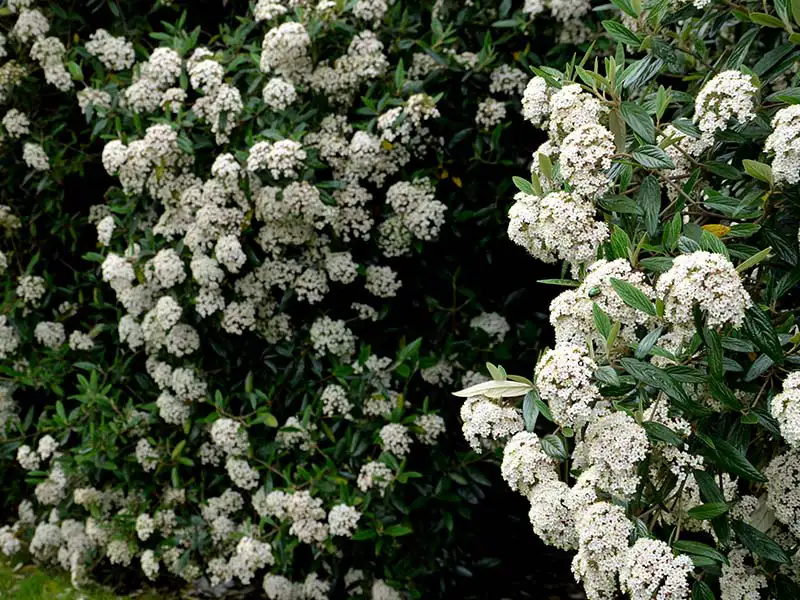 Buy Prague Viburnum from growers Bountiful Acres in Buckingham, PA