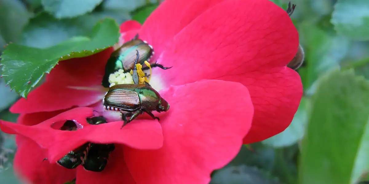 adult Japanese beetles feeding on a rose