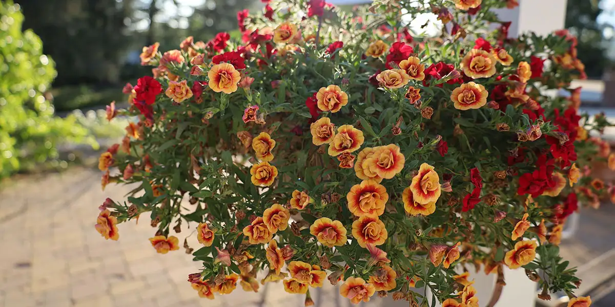 hanging basket—pay attention to your containers
