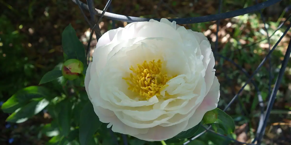 Your peonies should be properly supported