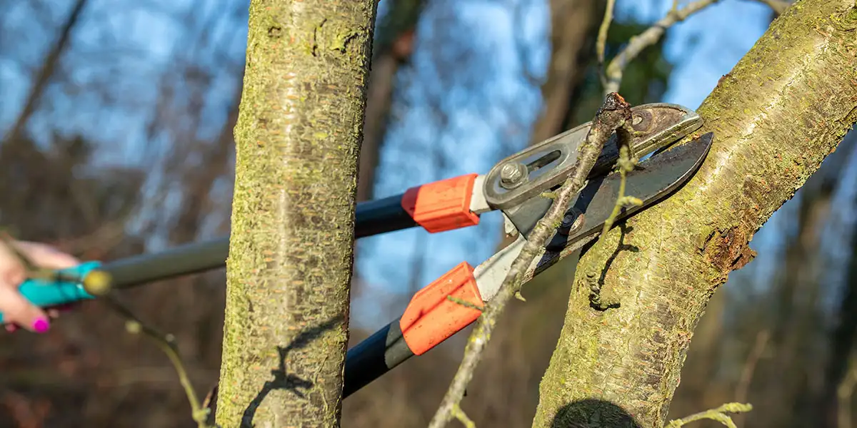 remove damaged branches from trees and shrubs