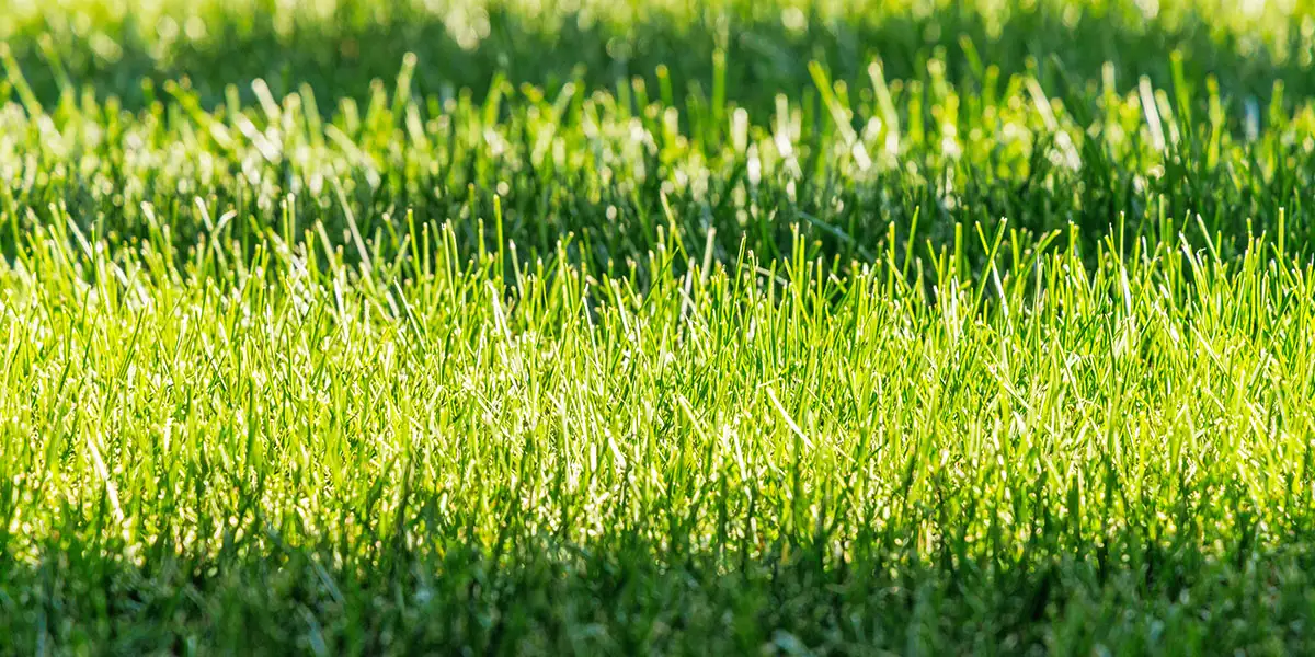 May To-Do List-care for the lawn