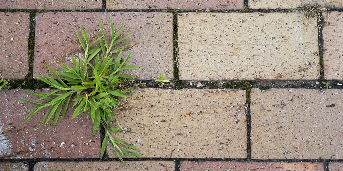 May To-Do List-check for weeds