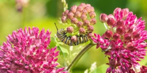 May To-Do List-monarch caterpillar on milkweed