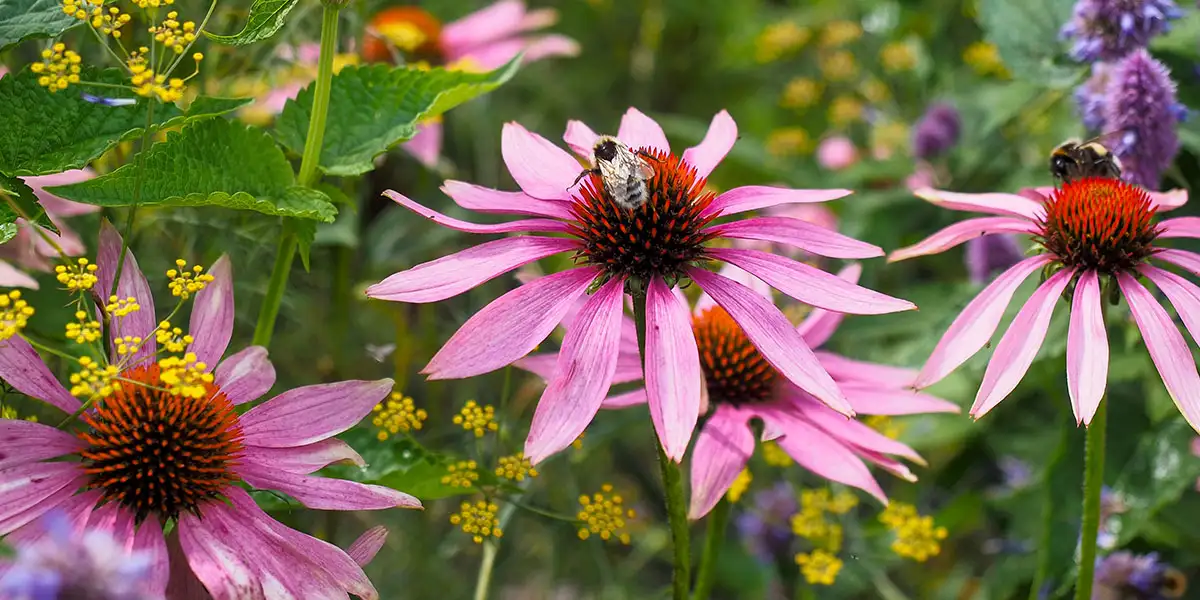 May To-Do List-plant for pollinators
