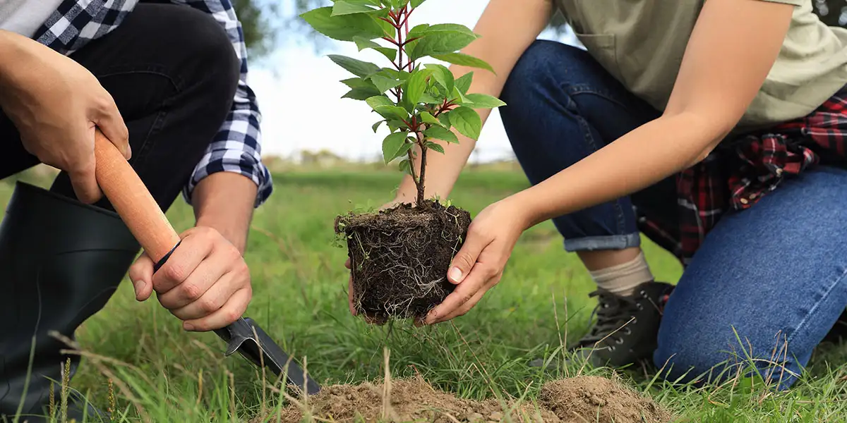 May To-Do List-plant trees and shrubs