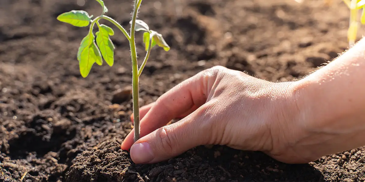 May To-Do List-plant warm-season veggies
