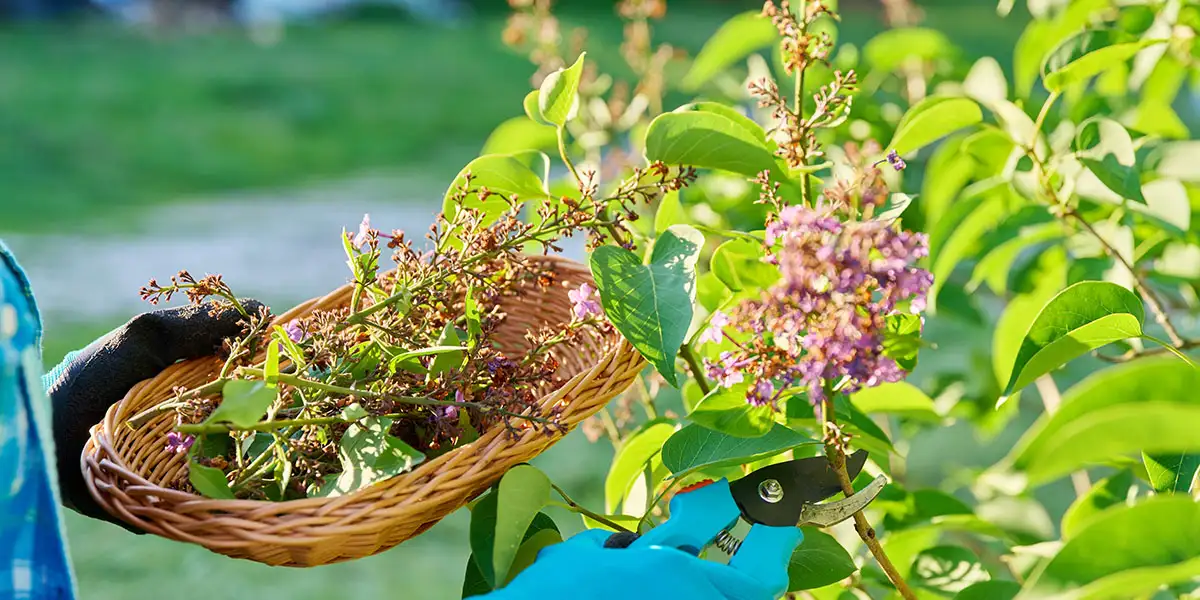May To-Do List-prune spring-flowering shrubs after blooming