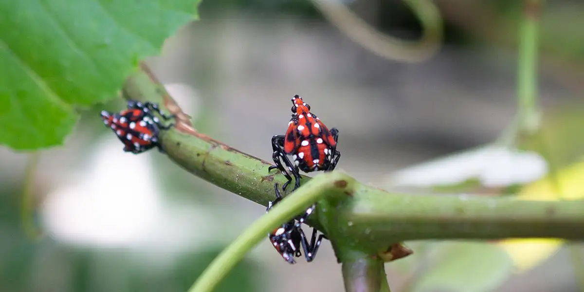 May To-Do List-watch for spotted lanternfly nymph