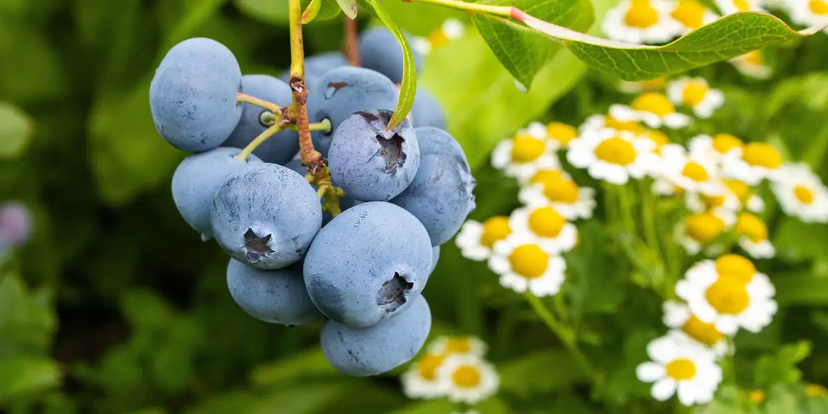 Blueberry Bushes-blueberry bushes blend beautifully into ornamental landscapes