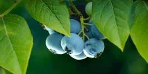 Blueberry Bushes-feature