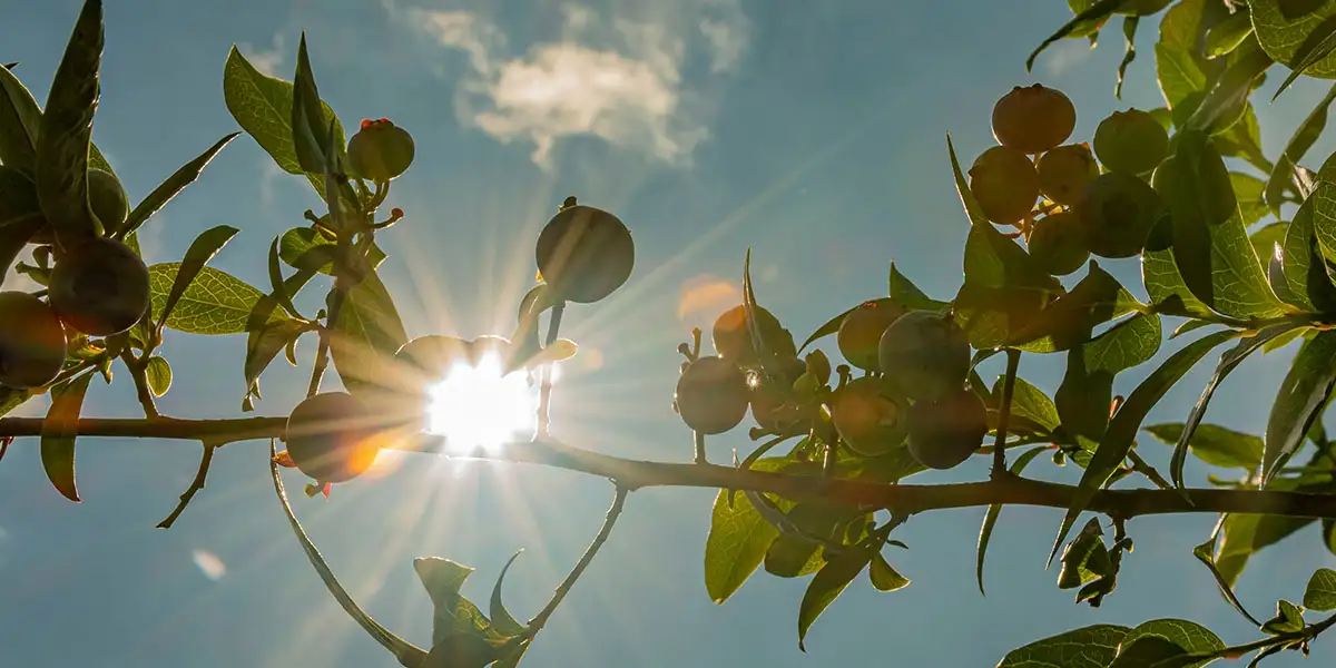 Blueberry Bushes-plant in a location that gets direct sunlight