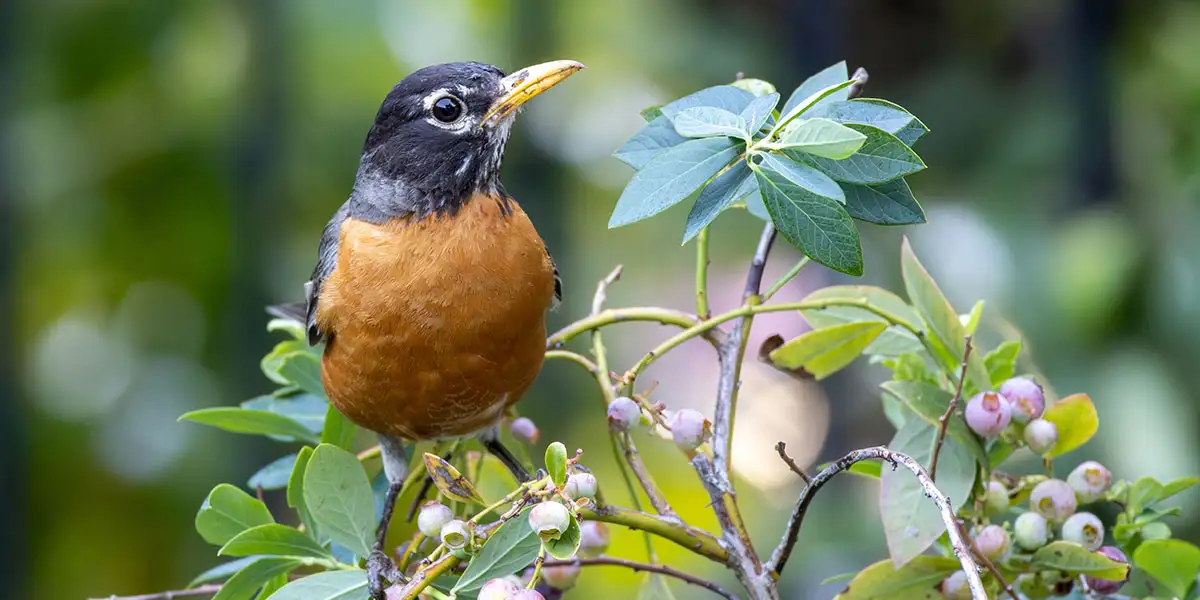 Blueberry Bushes-protect your harvest from birds