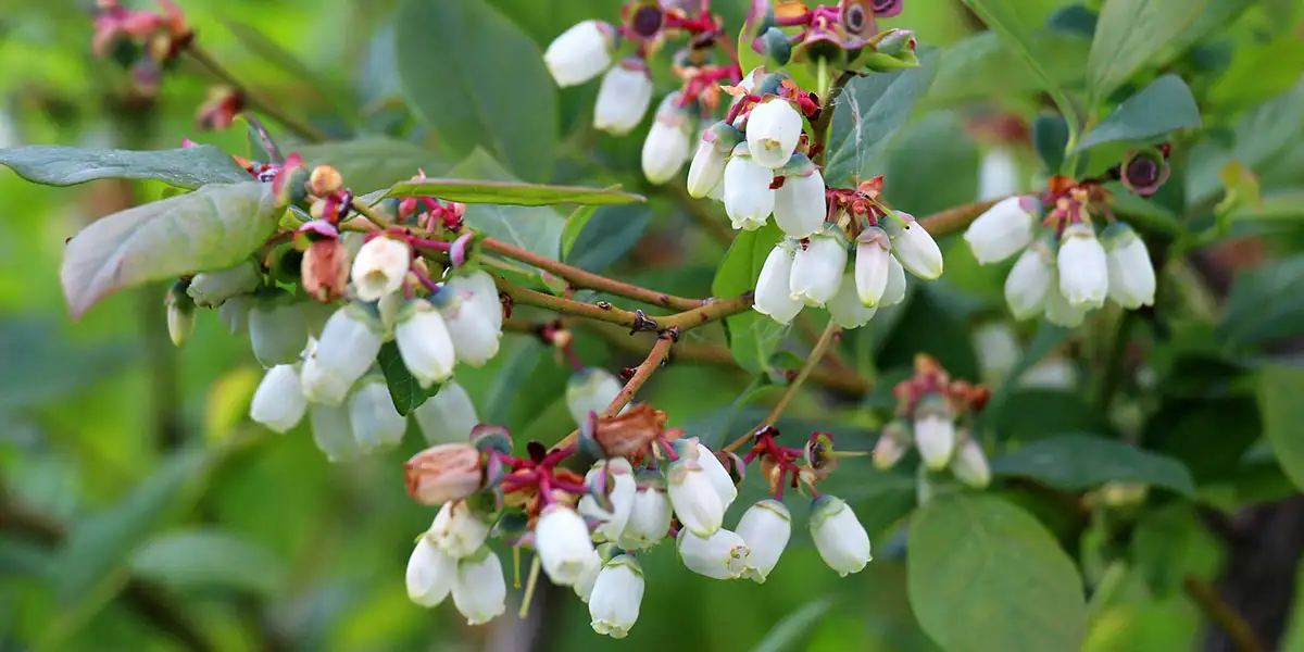 Blueberry Bushes-white to pink bell-shaped flowers attract pollinators