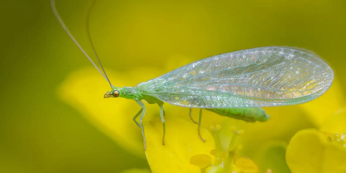 Garden Heroes-Beneficial Bugs-beneficial insects matter (green lacewing)