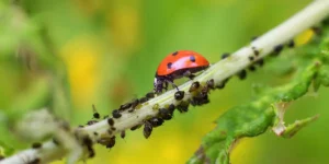 Garden Heroes-Beneficial Bugs-feature (lady beetle with aphids)