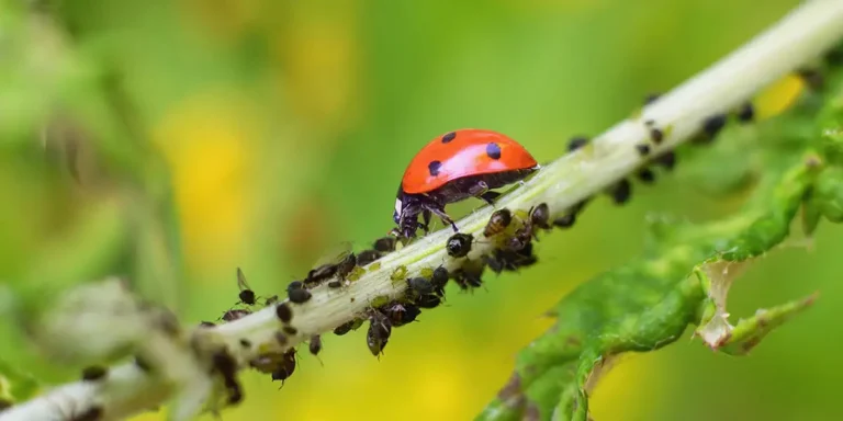 Garden Heroes-Beneficial Bugs-feature (lady beetle with aphids)