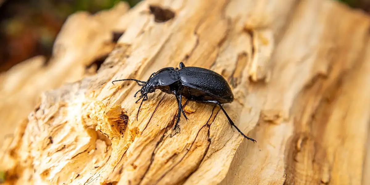Garden Heroes-Beneficial Bugs-ground beetles