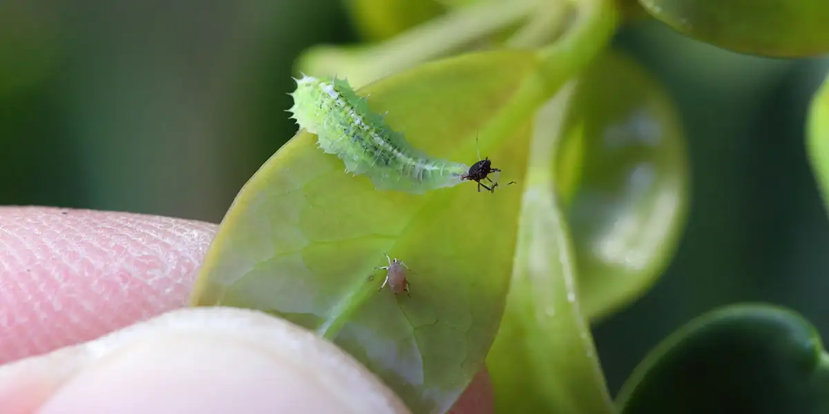 Garden Heroes-Beneficial Bugs-hover fly larvae