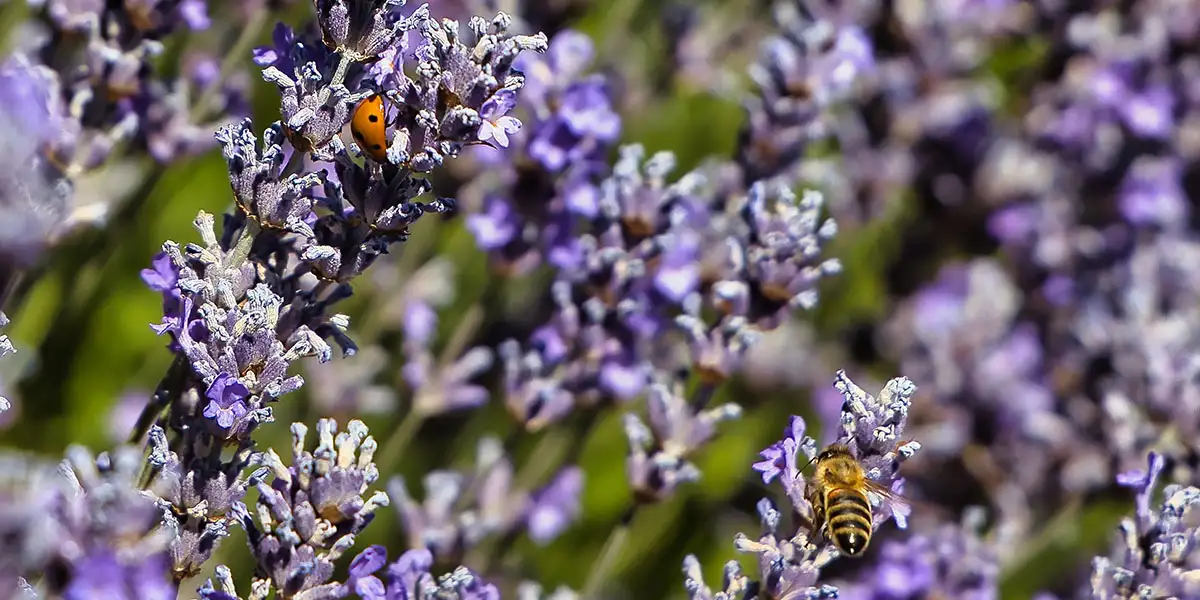 Garden Heroes-Beneficial Bugs-lady beetle and native bee on lavender