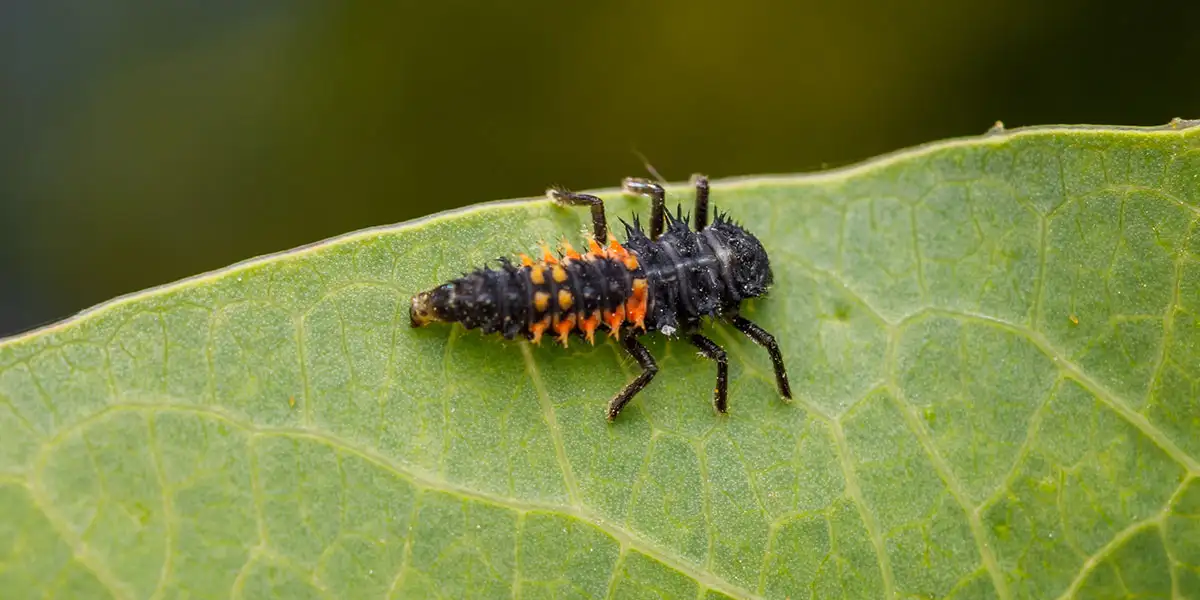 Garden Heroes-Beneficial Bugs-lady beetle larvae
