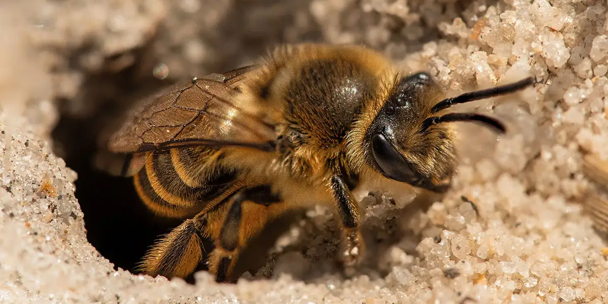 Garden Heroes-Beneficial Bugs-native bees (mining bee)