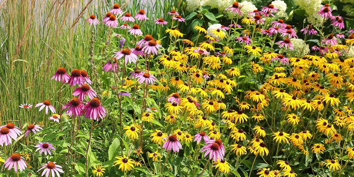 Garden Heroes-Beneficial Bugs-plant a variety of flowers