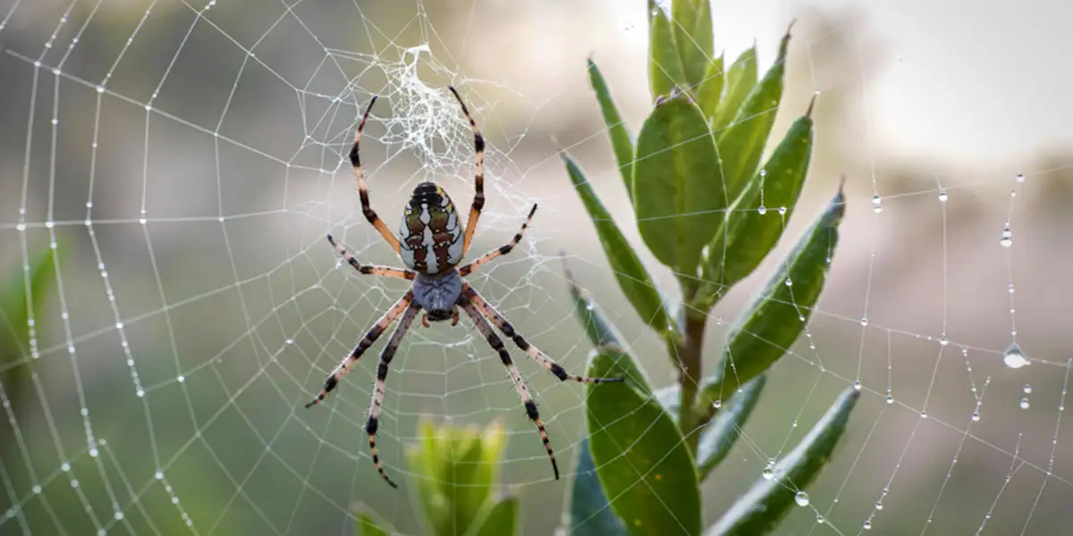 Garden Heroes-Beneficial Bugs-spiders (orb weaver)