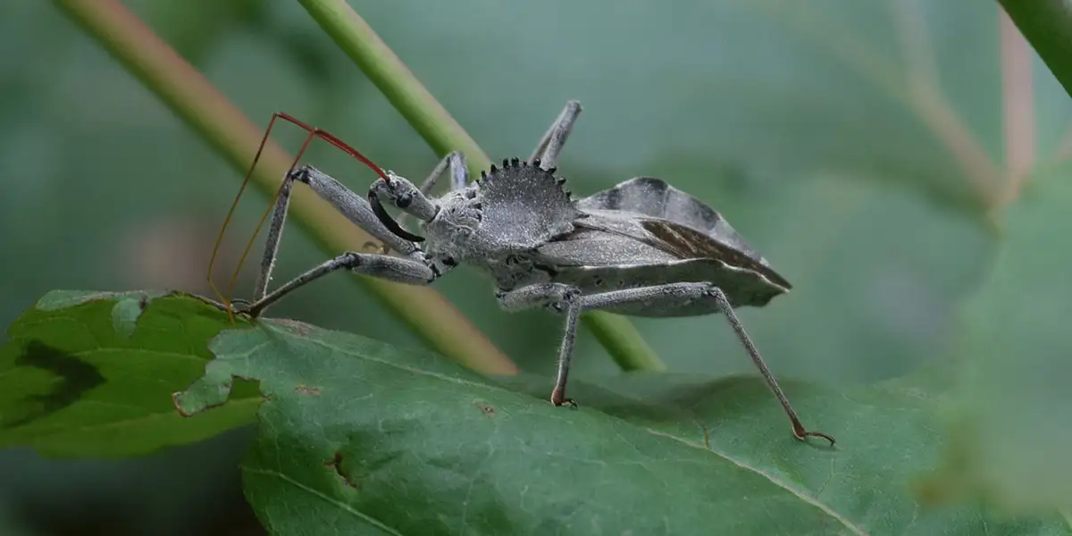Garden Heroes-Beneficial Bugs-wheel bugs