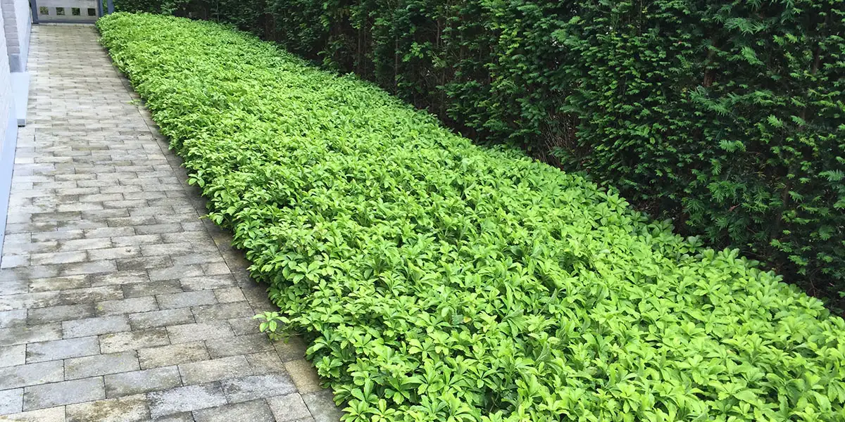 Groundcovers-Allegheny Spurge (Pachysandra procumbens)