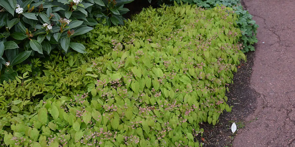 Groundcovers-Barrenwort (Epimedium species and hybrids)