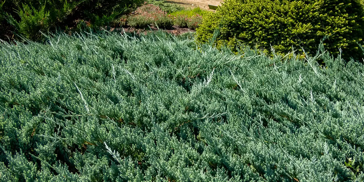 Groundcovers-Creeping Juniper (Juniperus horizontalis)