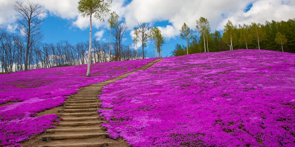Groundcovers-Creeping Phlox (Phlox subulata) covering hillside