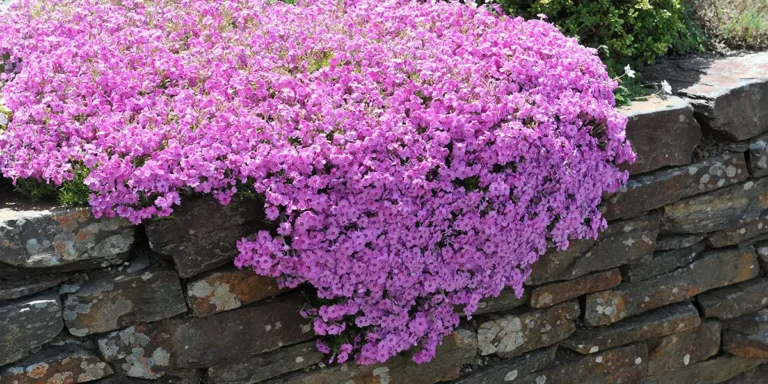 Groundcovers-Creeping Phlox (Phlox subulata) over wall