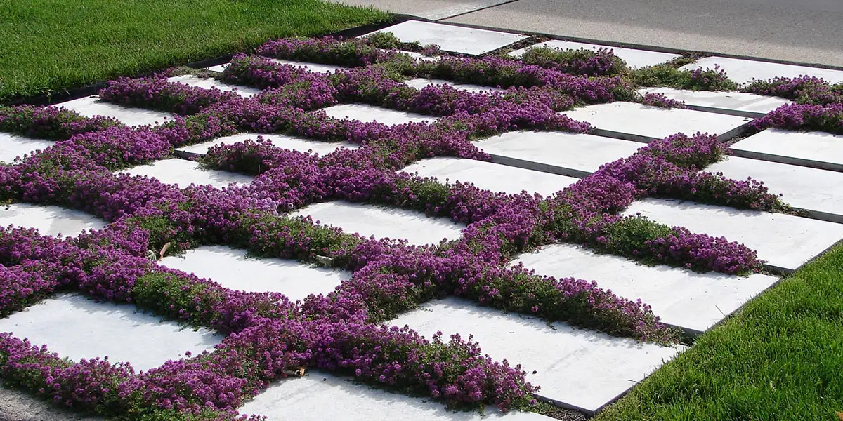 Groundcovers-Creeping Thyme (Thymus serpyllum)