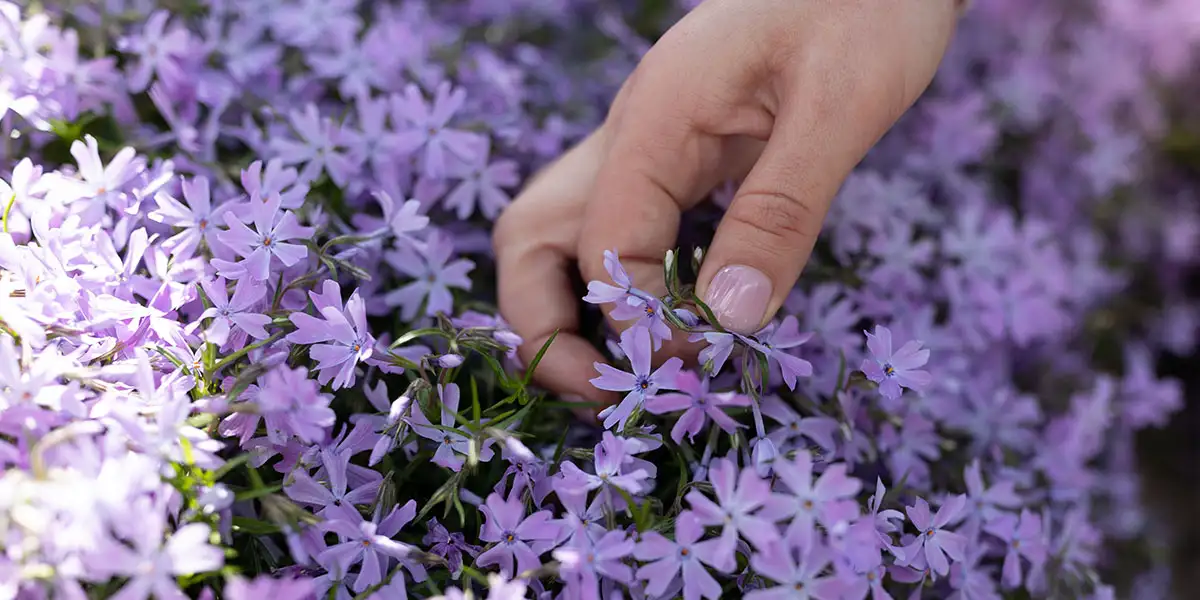 Groundcovers-Easy maintenance for years of beauty (creeping phlox)