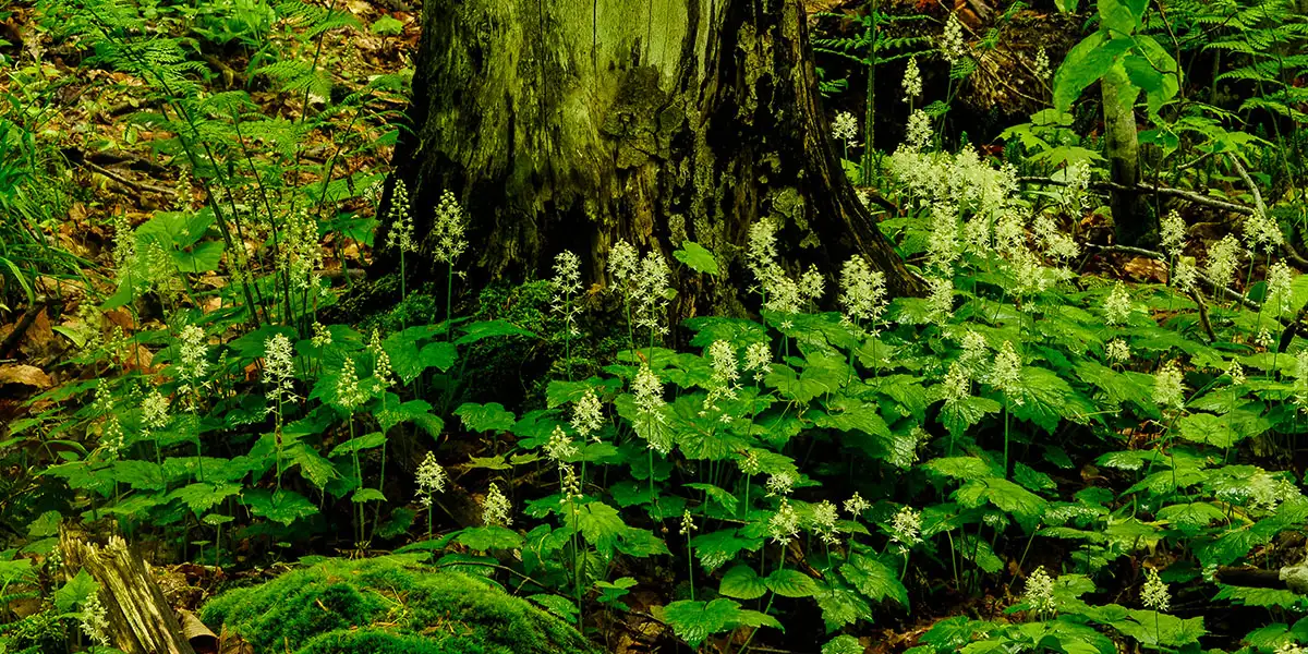Groundcovers-Foamflower (Tiarella cordifolia)