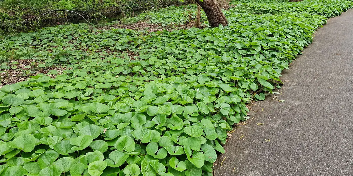 Groundcovers-Wild Ginger (Asarum canadense)
