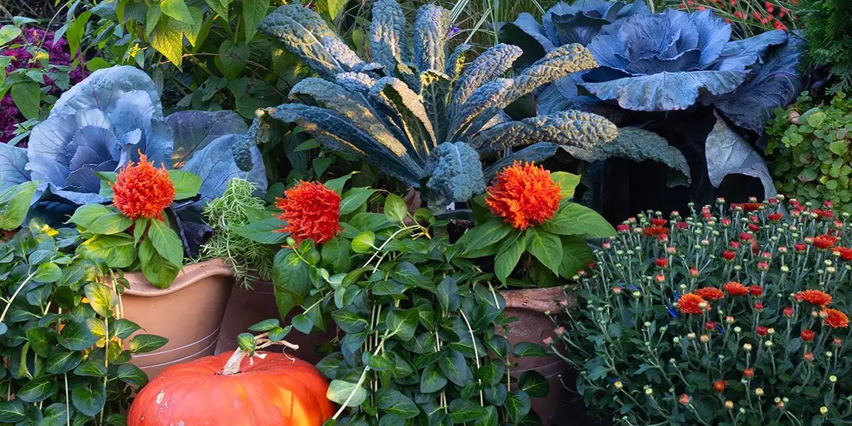 Ornamental Kale and Cabbage-bring container magic