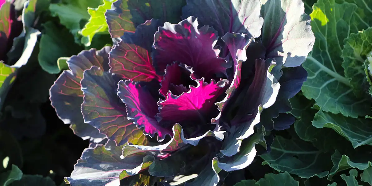 Ornamental Kale and Cabbage-fall favorites