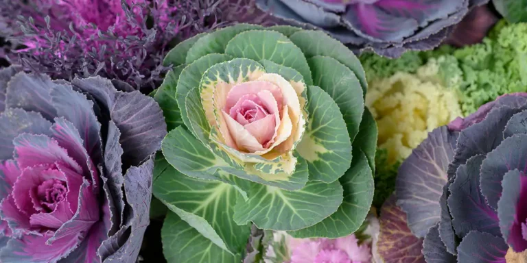 Ornamental Kale and Cabbage-feature