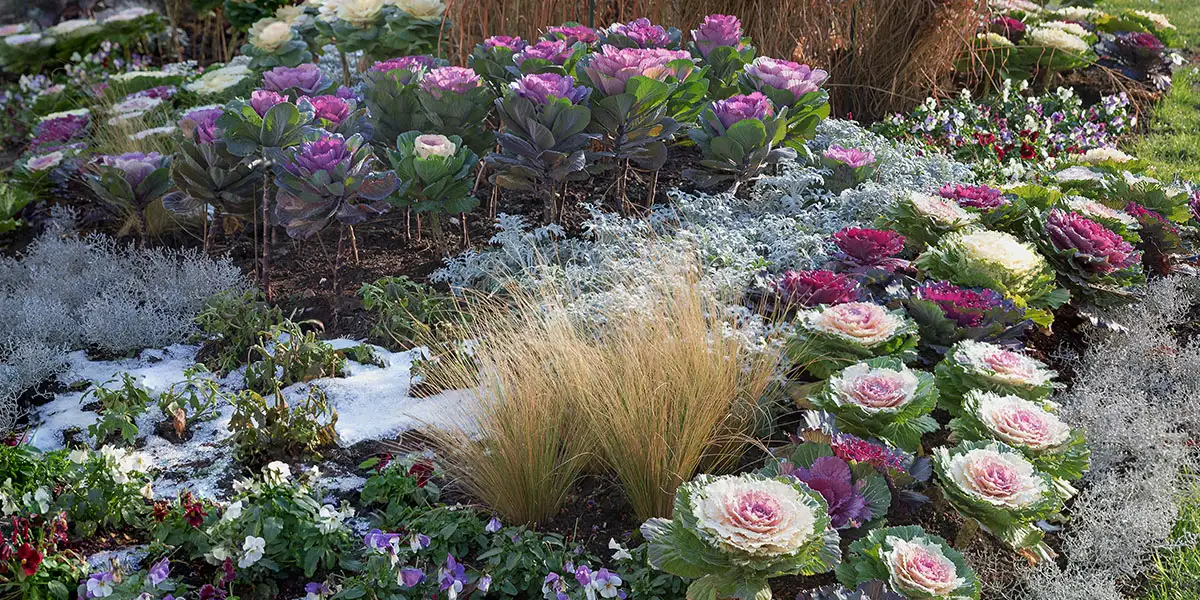 Ornamental Kale and Cabbage-give beds a second season