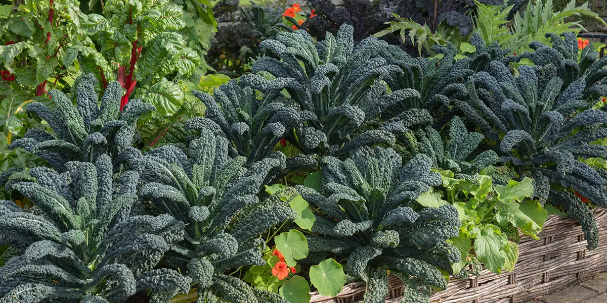 Ornamental Kale and Cabbage-related to the kale in your kitchen