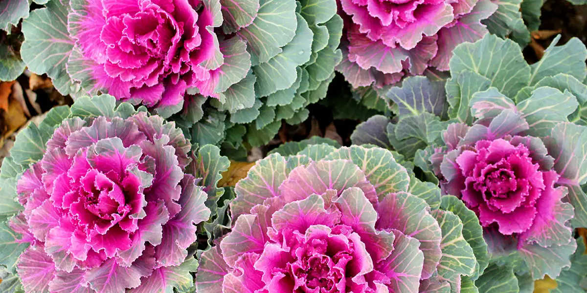 Ornamental Kale and Cabbage-they look like flowers, but the show is foliage