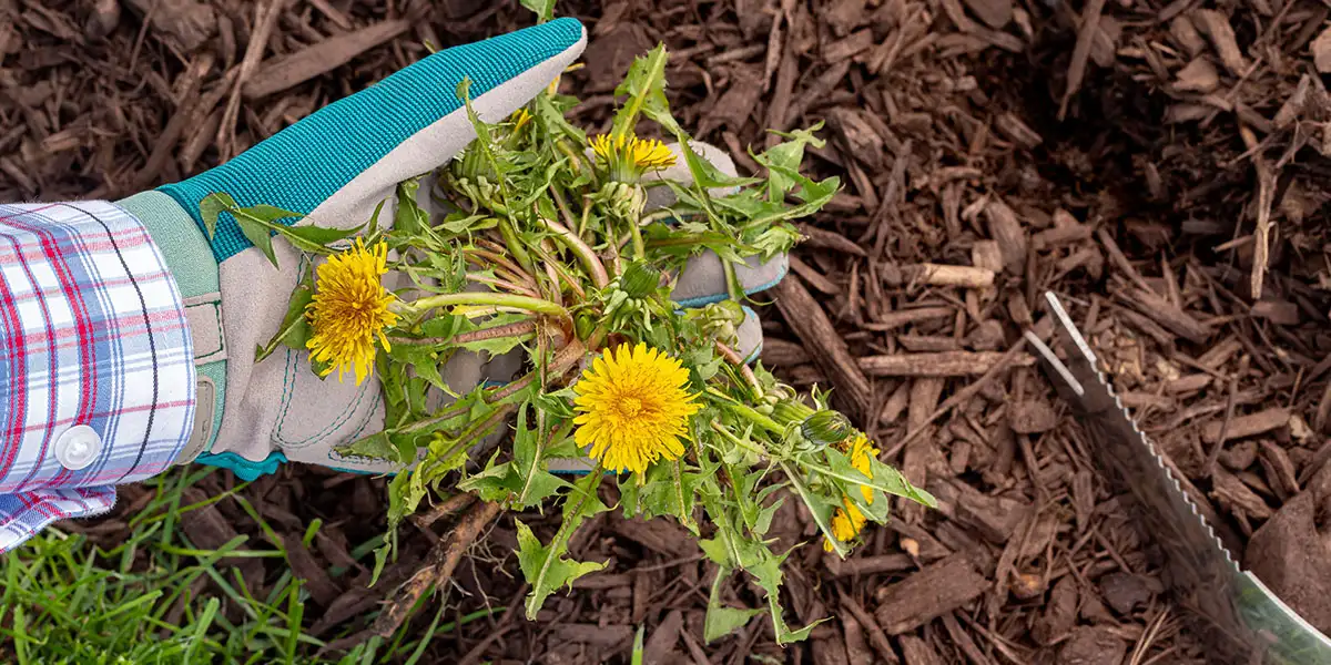September Yard and Garden-clean up; pull weeds before they set seed