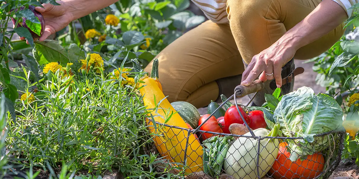 September Yard and Garden-enjoy your fall harvesting