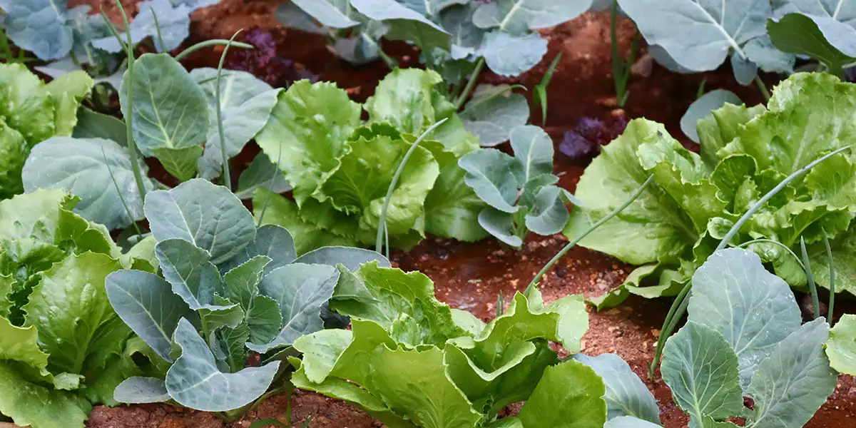 September Yard and Garden-harvest late-summer crops and plant fall crops