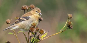 September Yard and Garden-leave some seedheads for birds like this house sparrow
