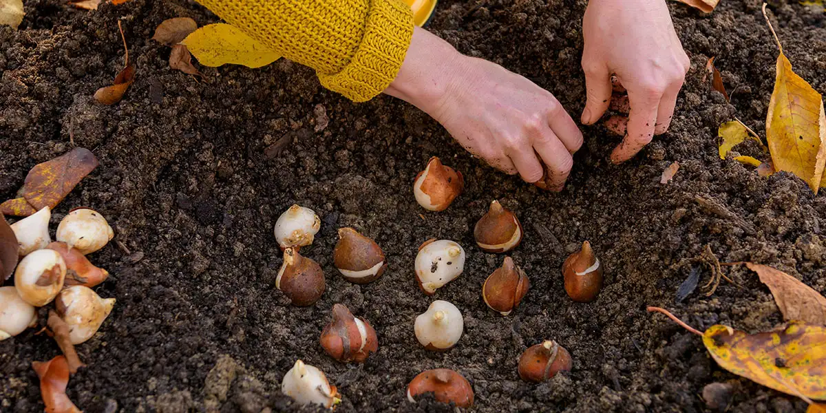 September Yard and Garden-plant spring-flowering bulbs like these tulips